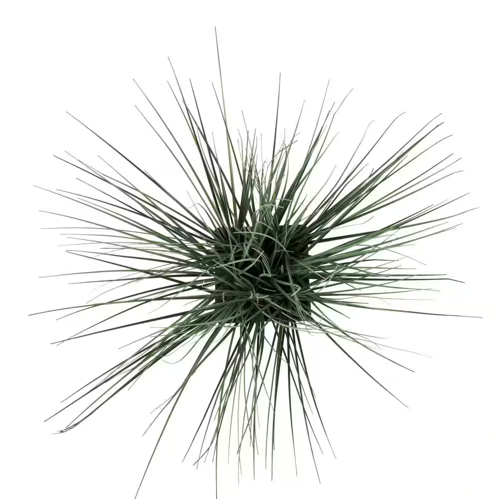 19 In. H Onion Grass Artificial Plant with Black Plastic Pot