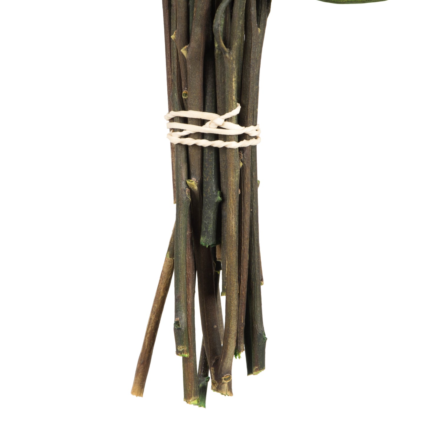 18" Green Weeping Willow Eucalyptus Foliage, 5 Oz Bundle, Preserved