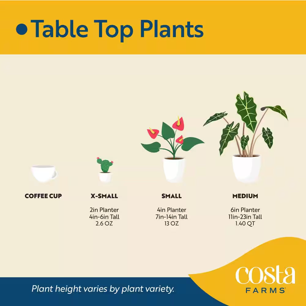 Indoor Cacti and Succulent Garden in 6 In. White Ceramic Bowl, Avg. Shipping Height 8 In. Tall