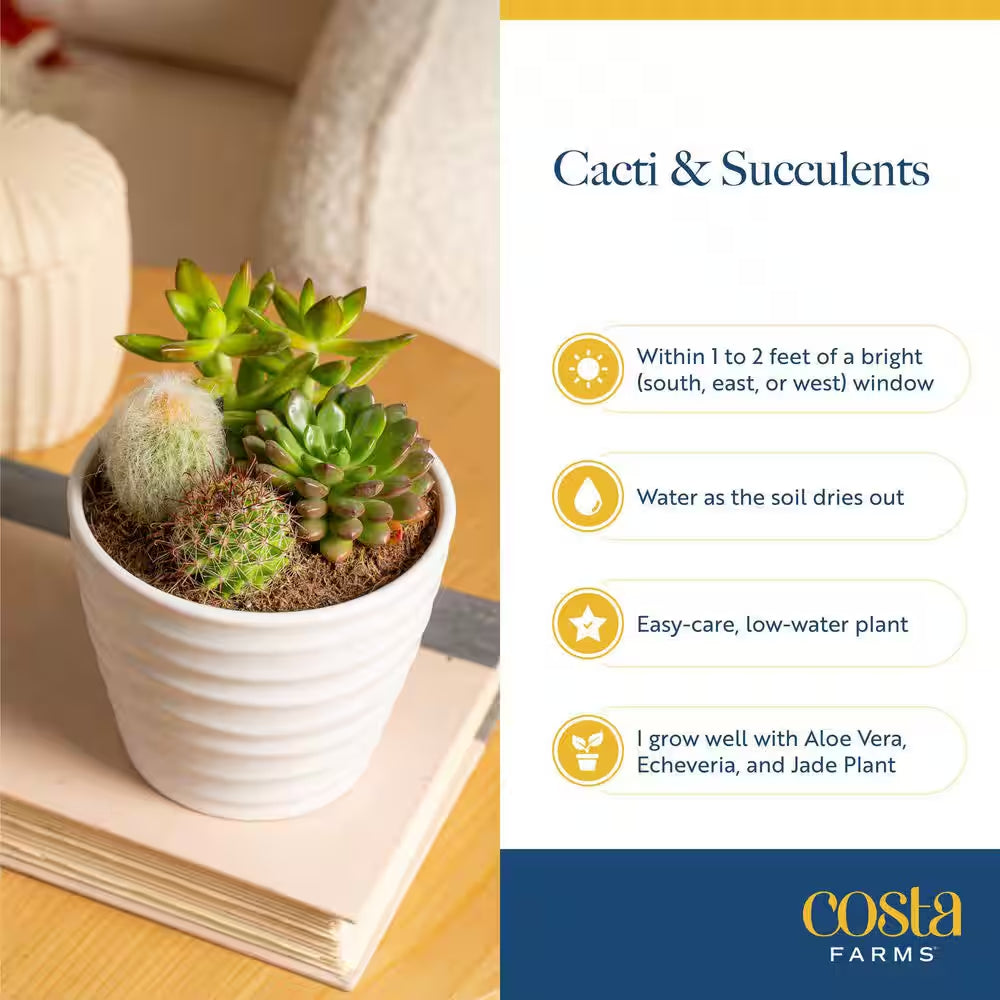 Indoor Cacti and Succulent Garden in 6 In. White Ceramic Bowl, Avg. Shipping Height 8 In. Tall
