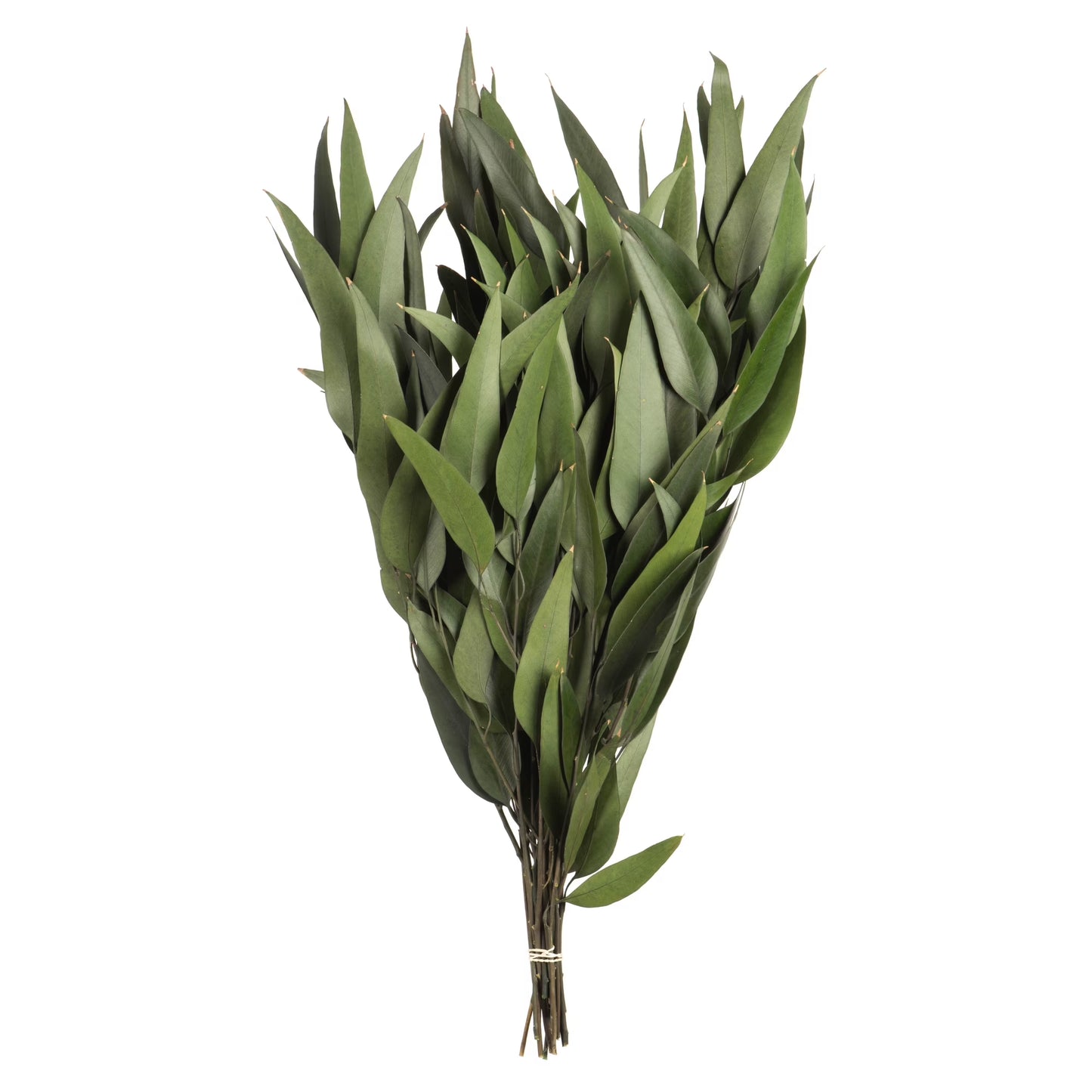 18" Green Weeping Willow Eucalyptus Foliage, 5 Oz Bundle, Preserved