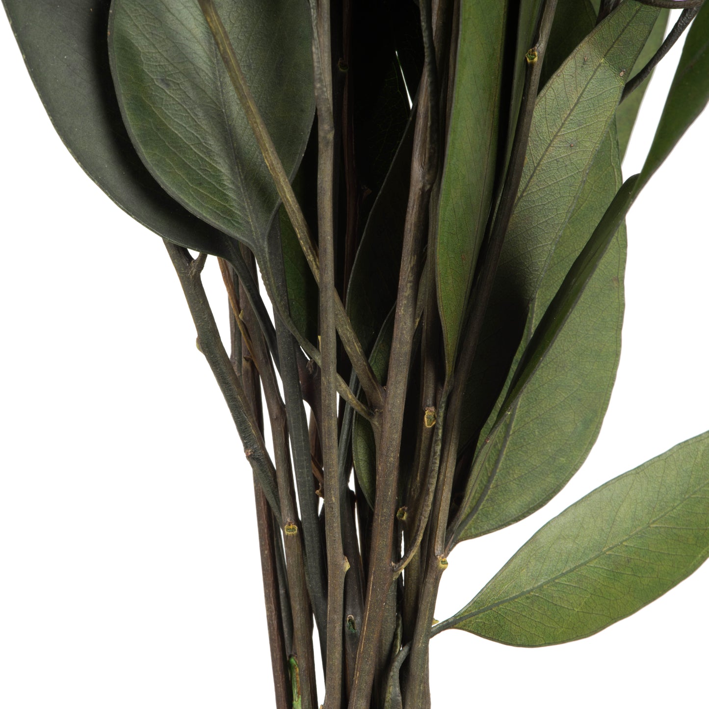 18" Green Weeping Willow Eucalyptus Foliage, 5 Oz Bundle, Preserved