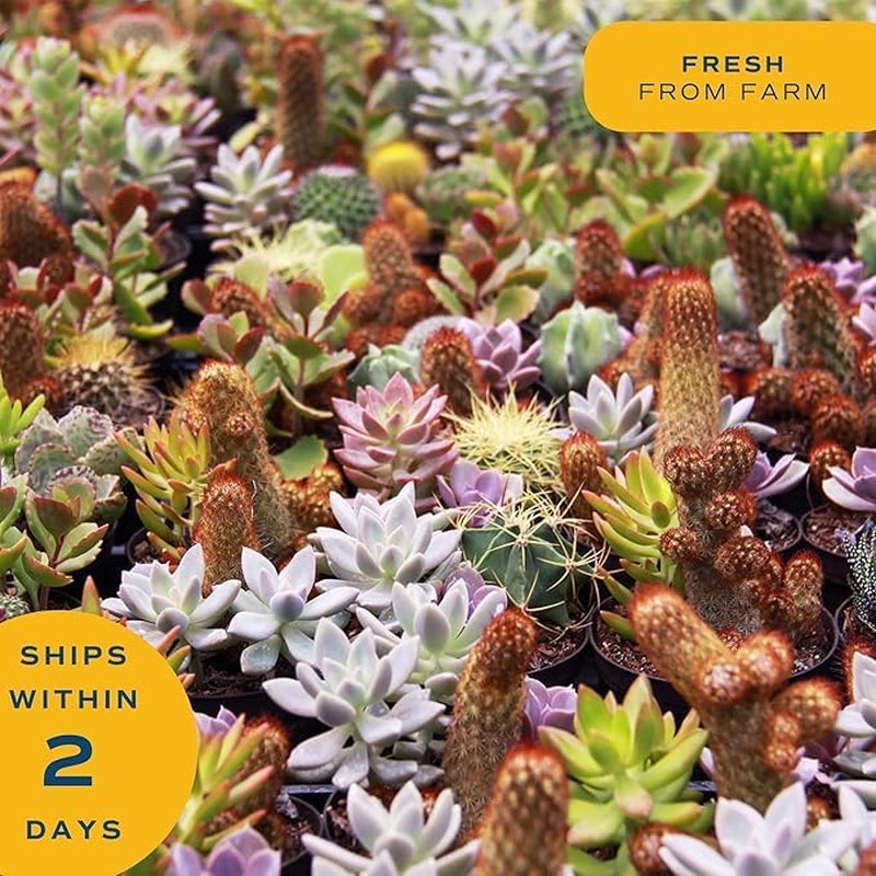 Haworthia Succulent, Easy to Grow Live Plant in Indoor Houseplant Pot, Potting Soil, 4-Inches Tall, Home & Room Decor