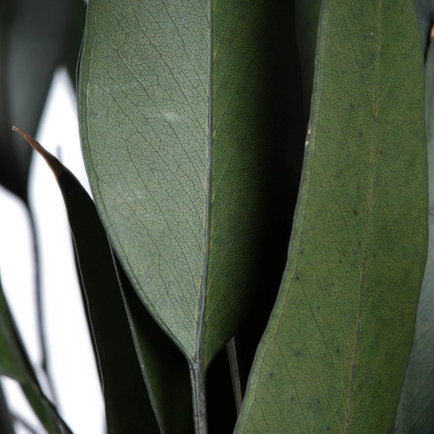 18" Green Weeping Willow Eucalyptus Foliage, 5 Oz Bundle, Preserved