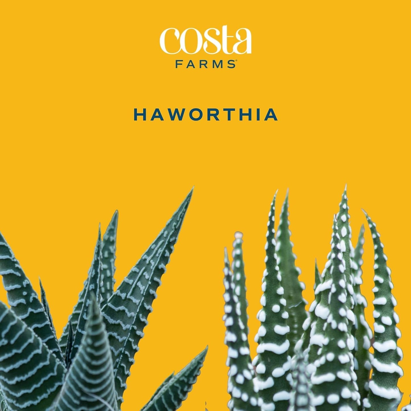 Haworthia Succulent, Easy to Grow Live Plant in Indoor Houseplant Pot, Potting Soil, 4-Inches Tall, Home & Room Decor