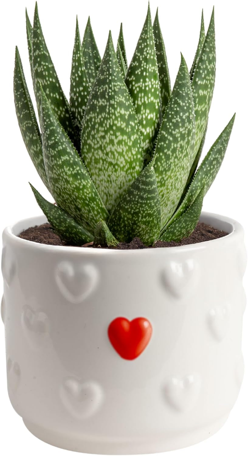Haworthia Succulent, Easy to Grow Live Plant in Indoor Houseplant Pot, Potting Soil, 4-Inches Tall, Home & Room Decor