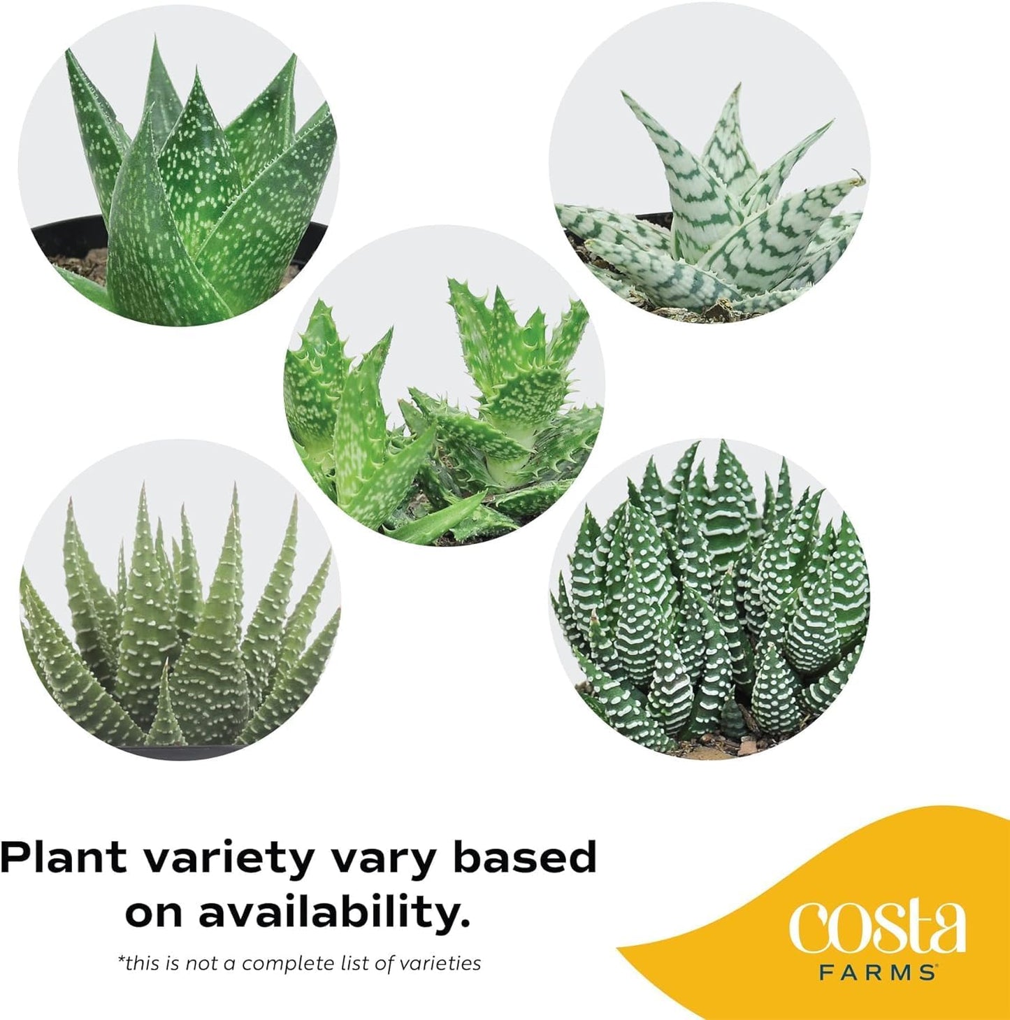 Haworthia Succulent, Easy to Grow Live Plant in Indoor Houseplant Pot, Potting Soil, 4-Inches Tall, Home & Room Decor