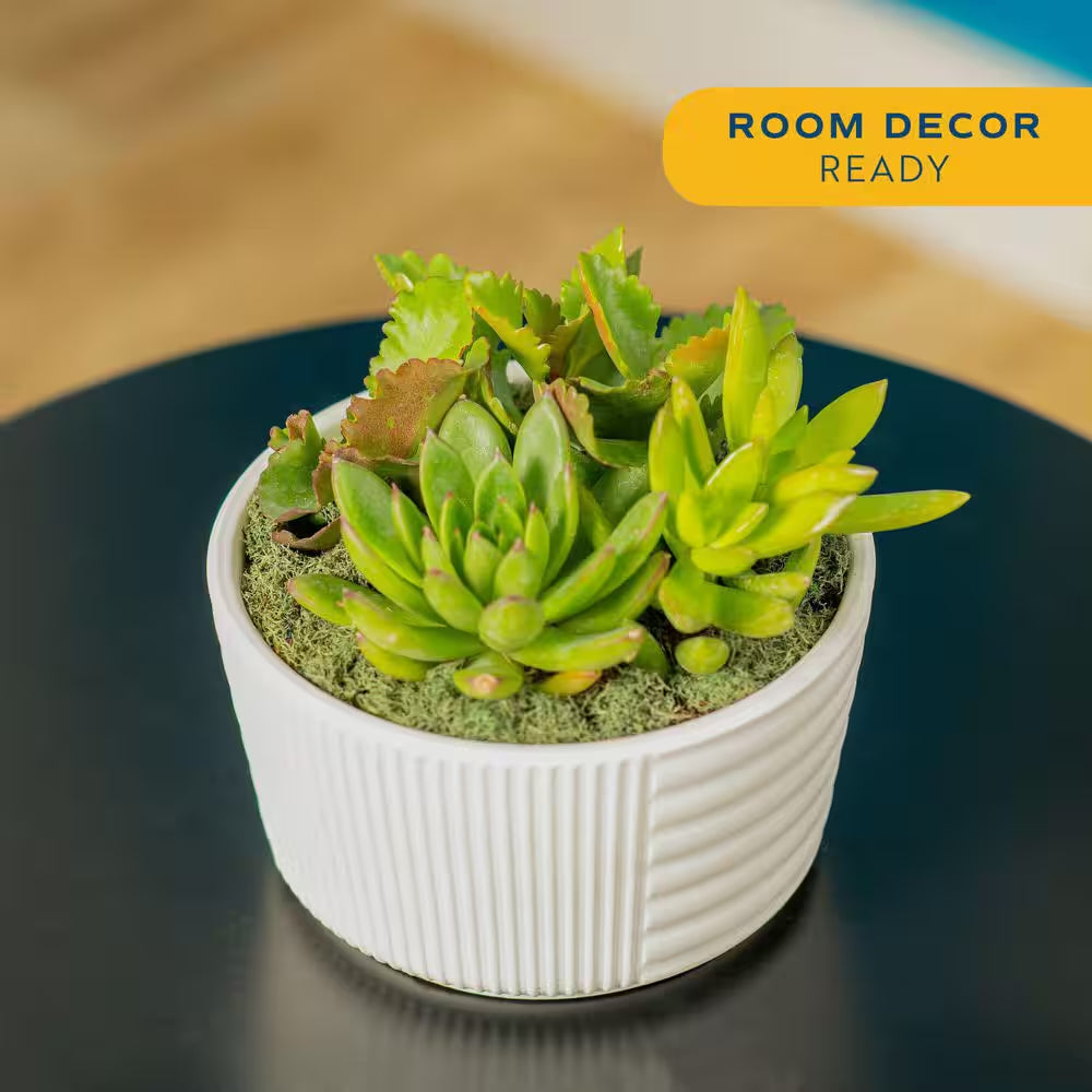 Indoor Cacti and Succulent Garden in 6 In. White Ceramic Bowl, Avg. Shipping Height 8 In. Tall