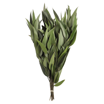 18" Green Weeping Willow Eucalyptus Foliage, 5 Oz Bundle, Preserved