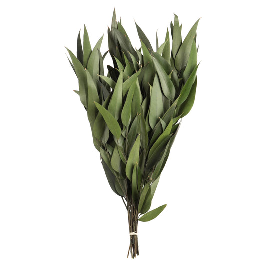 18" Green Weeping Willow Eucalyptus Foliage, 5 Oz Bundle, Preserved