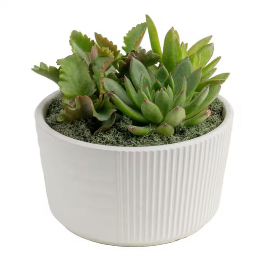 Indoor Cacti and Succulent Garden in 6 In. White Ceramic Bowl, Avg. Shipping Height 8 In. Tall