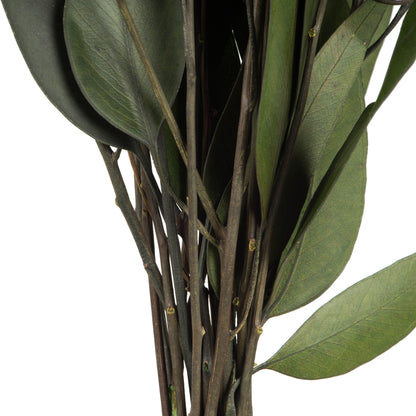 18" Green Weeping Willow Eucalyptus Foliage, 5 Oz Bundle, Preserved