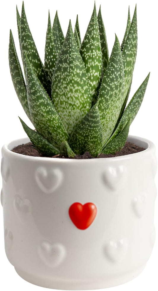 Haworthia Succulent, Easy to Grow Live Plant in Indoor Houseplant Pot, Potting Soil, 4-Inches Tall, Home & Room Decor
